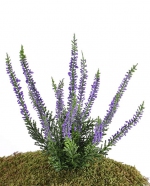 Heideplantje / Erica (Calluna) lavendel